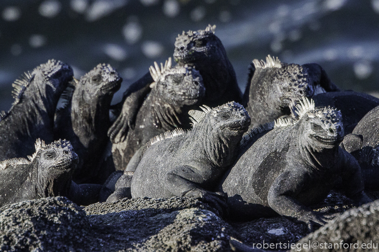 galapagos iguana